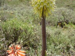 Kniphofia uvaria flowering in short veld